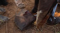 Selain meninggalkan rasa sakit, prosesi ini juga meninggalkan batu berlumuran darah. Bisa dibayangkan bagaimana rasa sakitnya? (Siegfried Modola/REUTERS)