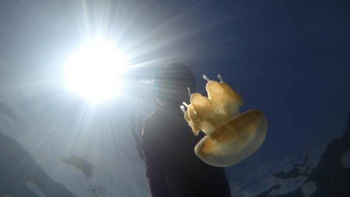 Ubur-ubur di Kakaban