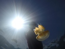 Danau Kakaban dan Penghuninya yang Selalu Dirindukan