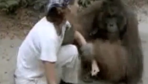 Julia Roberts yang Bikin Birahi Orangutan Tanjung Puting