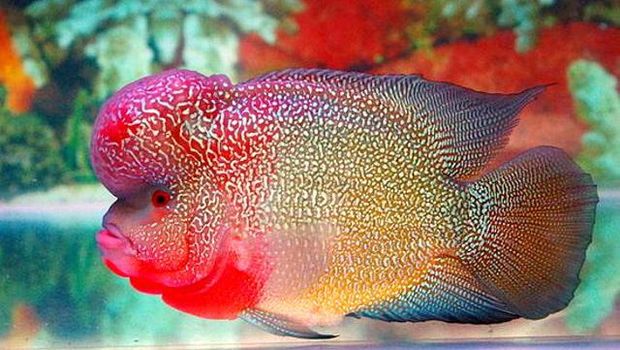 Ada 'Red Devil' di Danau Sentani
