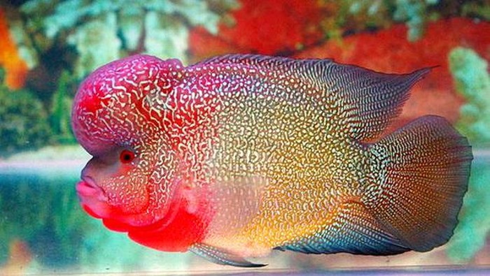 Ikan Louhan yang Mahal Digoreng Ikan Louhan yang Mahal Digoreng