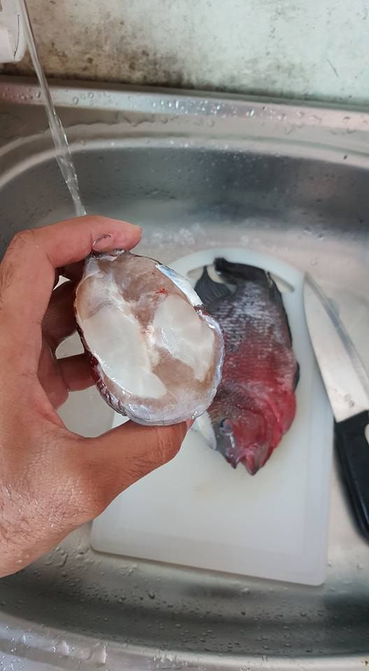 Ikan Louhan yang Mahal Digoreng