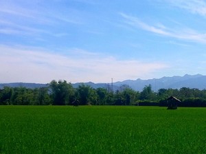 Sawah Diasuransikan, Petani Bondowoso Tak Perlu Takut Gagal Panen