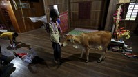 Bak pasangan hidup, sapi ini dicintai dan dipeliharan serta mendapat tempat di dalam rumah. REUTERS/Samrang Pring.