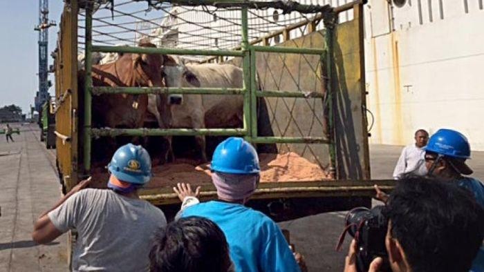 Larangan Ekspor Ternak Australia ke Indonesia 2011 Dinilai Irasional