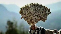 Padahal, keberadaan bunga abadi hanya ada di pegunungan dan hanya di gunung tertentu Indonesia. Diketahui dari keterangan foto itu bahwa kejadian ini masih baru (Dok. Forum Komunikasi Rinjani Bagus)