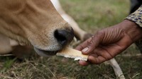 Sapi ini terlihat diberi makan biskuit. REUTERS/Samrang Pring.