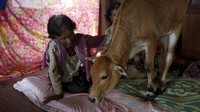 Khim Hang, seorang nenek berusia 74 tahun tengah berinteraksi bersama seekor sapi yang dipercaya merupakan reinkarnasi dari suaminya. REUTERS/Samrang Pring.