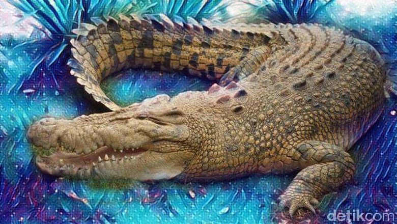 7 Kasus Manusia Diterkam Buaya yang Bikin Geger 7 Kasus Manusia Diterkam Buaya yang Bikin Geger