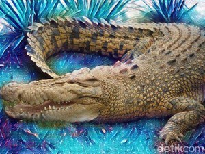 7 Kasus Manusia Diterkam Buaya yang Bikin Geger