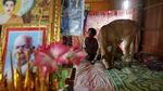 Nenek Ini Pelihara Sapi yang Dipercaya Reinkarnasi dari Sang Suami