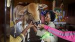 Nenek Ini Pelihara Sapi yang Dipercaya Reinkarnasi dari Sang Suami