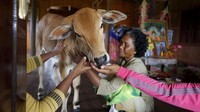 Kabar reinkarnasi tersebut tentu saja menjadi sensasi di Kamboja. Bahkan, setiap harinya rumah Khim masih dikunjungi ratusan orang untuk melihat jelmaan dari reinkarnasi tersebut. REUTERS/Samrang Pring.