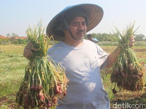 Sudirman Said Pantau Fluktuasi Harga Bawang Merah di Brebes