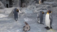 Traveler pun bisa melihat berbagai tingkah lucu dari penguin tersebut. Sungguh menggemaskan (Baban/detikTravel)