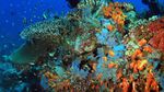 Foto: Bawah Laut Indonesia yang Jadi Terbaik di Asia