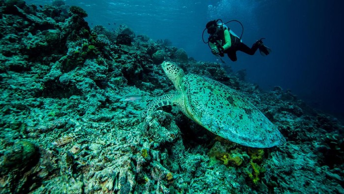 Bawah laut Indonesia