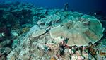 Foto: Bawah Laut Indonesia yang Jadi Terbaik di Asia
