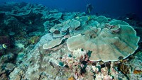 Derawan di Kalimantan Timur pun diberkahi terumbu karang yang besar-besar ukurannya. Jadi idaman pada penyelam (Thinkstock)
