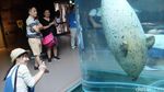 Foto: Penguin dan Aneka Fauna Lucu di Jepang