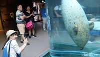 Atraksi anjing laut ini pun selalu ditunggu-tunggi oleh para pengunjung. Lihat saja aksi angjing laut yang meliuk dalam tabung ini (Baban/detikTravel)