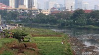 Di bibir sungai kiri dan kanan terlihat lumpur mengering, ditumbuhi rumput dan sebagian dijadikan lahan bercocok tanam.
