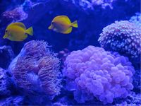 Buat Vlog Kece dan Seru, Ayo ke Jakarta Aquarium!