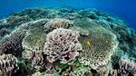 Foto: Bawah Laut Indonesia yang Jadi Terbaik di Asia