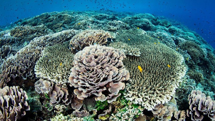 Bawah laut Indonesia