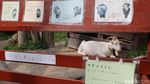 Foto: Penguin dan Aneka Fauna Lucu di Jepang