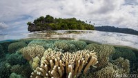 Raja Ampat di tanah Papua menempati urutan ke-5. Di atasnya ada Mergui Archipelago, Myanmar. (Thinkstock)
