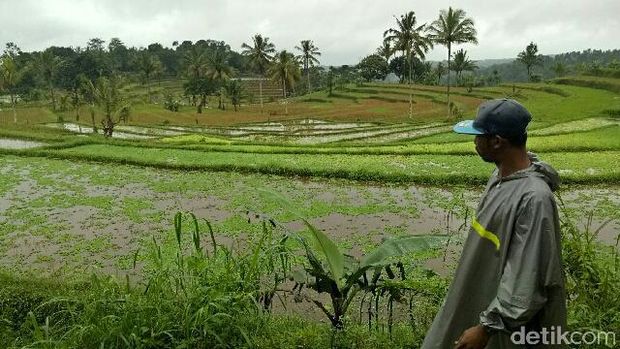 Ratusan Pelari Siap Adu Cepat di Banyuwangi Ijen Green Run