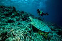 Diving di Derawan (Thinkstock)