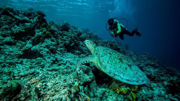 Diving di Derawan