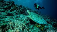 Pulau Derawan di Kabupaten Berau, Kalimantan Timur masuk urutan ke-3. Derawan berada di bawah Pulau Sipadan, Malaysia dan Kepulauan Similian, Thailand yang menempati ururtan 1 dan 2. (Thinkstock)