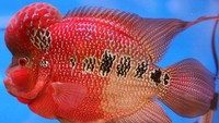 Bisnis ikan louhan. Bisnis ini sempat booming dan hampir semua orang Indonesia membeli ikan berkepala benjol tersebut. (Internet).