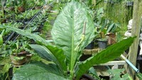 Bisnis daun anthurium/gelombang cinta yang pernah booming juga kini meredup. (Internet).