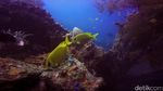 Ini 4 Tempat Diving Indonesia yang Masuk 10 Destinasi Terbaik Asia