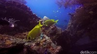 Di bawah Pulau Komodo ada Tulamben, Bali. Tulamben mengungguli Kepulauan Kerama, Jepang dan Tubbataha Reef National Marine Park, Filipina yang menempati 2 posisi terakhir. Kamal Shahab/dok. Detik.