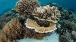 Foto: Bawah Laut Indonesia yang Jadi Terbaik di Asia