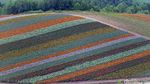 Foto: Kebun Bunga Seperti Pelangi