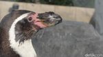 Foto: Penguin dan Aneka Fauna Lucu di Jepang
