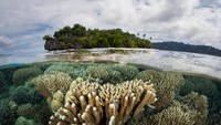 CNN Travel merilis 10 Best Diving Spot in Asia alias destinasi terbaik untuk diving di Asia. Indonesia menyumbang 4 destinasi alias jadi yang terbaik. Foto ini adalah bawah laut Raja Ampat (Thinkstock)