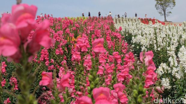 Bunga lavender yang berwarna ungu (Baban/detikTravel)