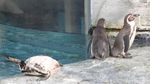 Foto: Penguin dan Aneka Fauna Lucu di Jepang