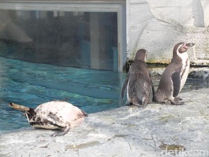 Tingkah Lucu Penguin & Cerita Lolongan Serigala di Jepang