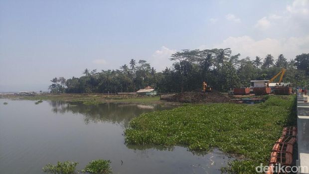 Peningnya Pengelola Rawa Pening Mengatasi Kepungan Genjer