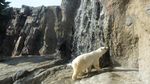 Foto: Penguin dan Aneka Fauna Lucu di Jepang