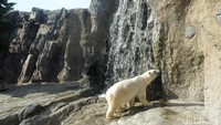 Area unik lainnya yang menjadi favorit wisatawan yaitu kandang beruang kutub. Di area beruang kutub berbulu putih ini dilengkapi air terjun buatan (Baban/detikTravel)